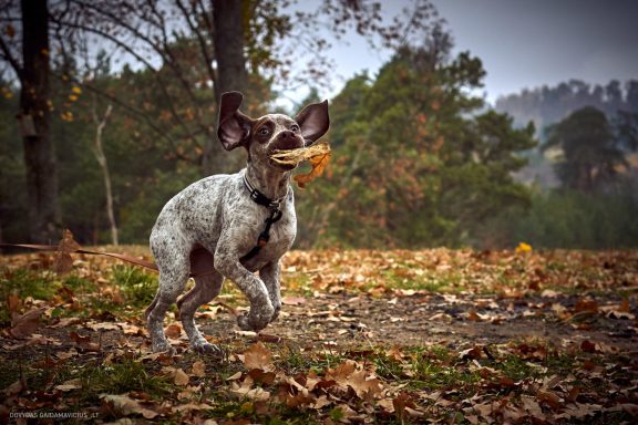 Burbonų brakas, braque du bourbonnais. Šuns fotosesija, Rumba