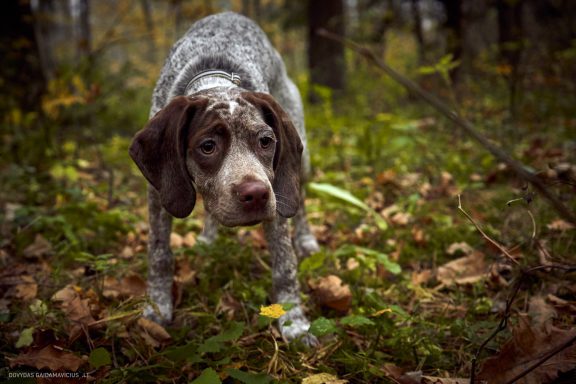 Burbonų brakas, braque du bourbonnais. Šuns fotosesija, Rumba