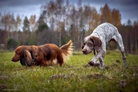 Burbonų brakas, braque du bourbonnais. Šuns fotosesija, Rumba