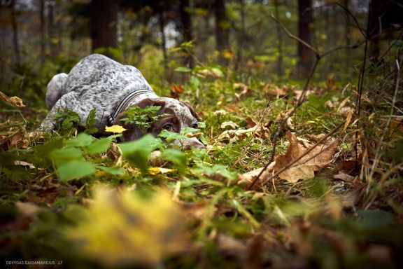 Burbonų brakas, braque du bourbonnais. Šuns fotosesija, Rumba