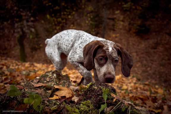 Burbonų brakas, braque du bourbonnais. Šuns fotosesija, Rumba
