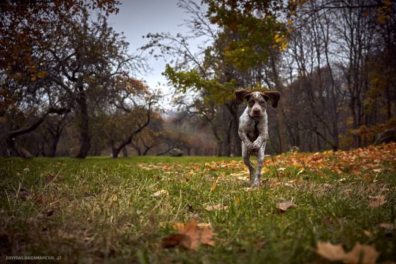 Burbonų brakas, braque du bourbonnais. Šuns fotosesija, Rumba