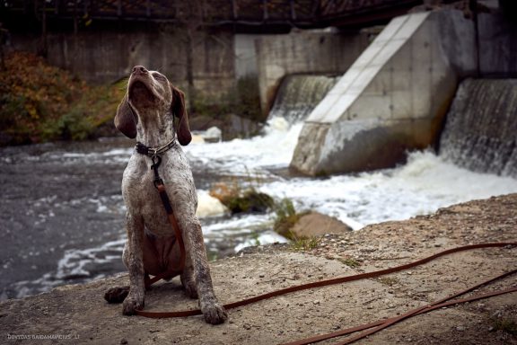 Burbonų brakas, braque du bourbonnais. Šuns fotosesija, Rumba