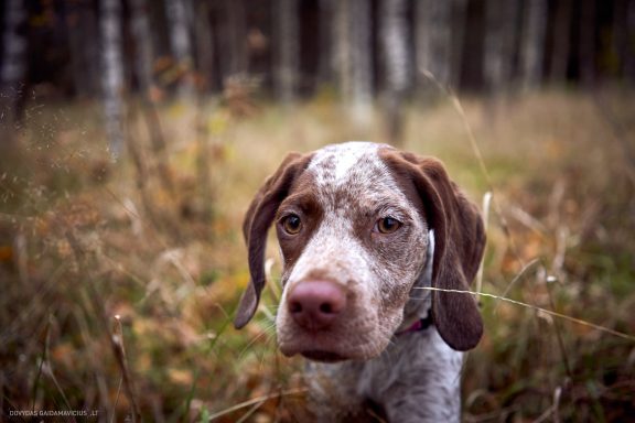 Burbonų brakas, braque du bourbonnais. Šuns fotosesija, Rumba