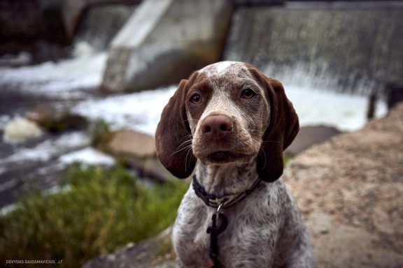 Burbonų brakas, braque du bourbonnais. Šuns fotosesija, Rumba
