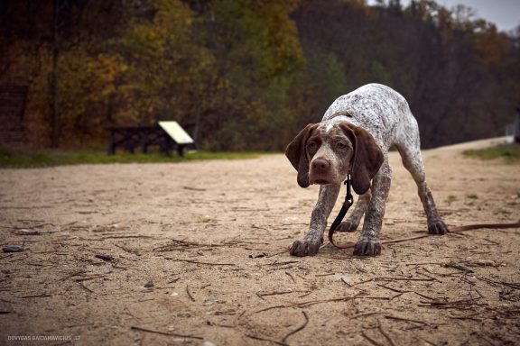 Burbonų brakas, braque du bourbonnais. Šuns fotosesija, Rumba
