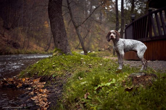 Burbonų brakas, braque du bourbonnais. Šuns fotosesija, Rumba