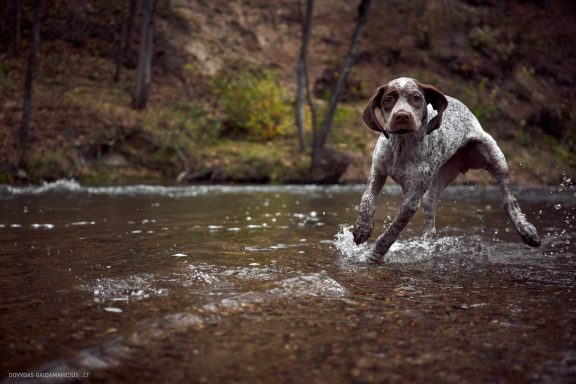 Burbonų brakas, braque du bourbonnais. Šuns fotosesija, Rumba