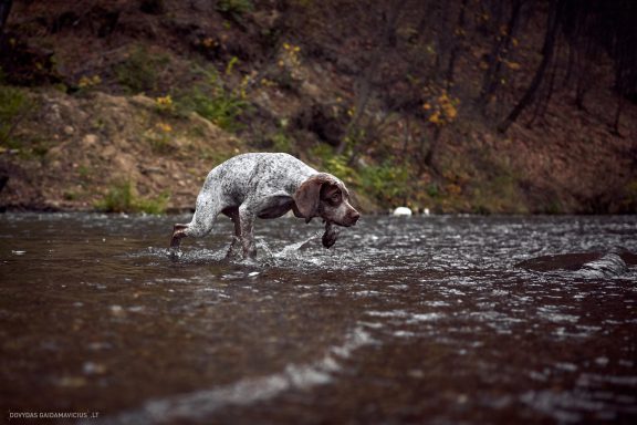 Burbonų brakas, braque du bourbonnais. Šuns fotosesija, Rumba