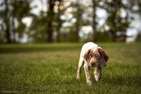 Burbonų brakas, braque du bourbonnais. Šuns fotosesija, Rumba
