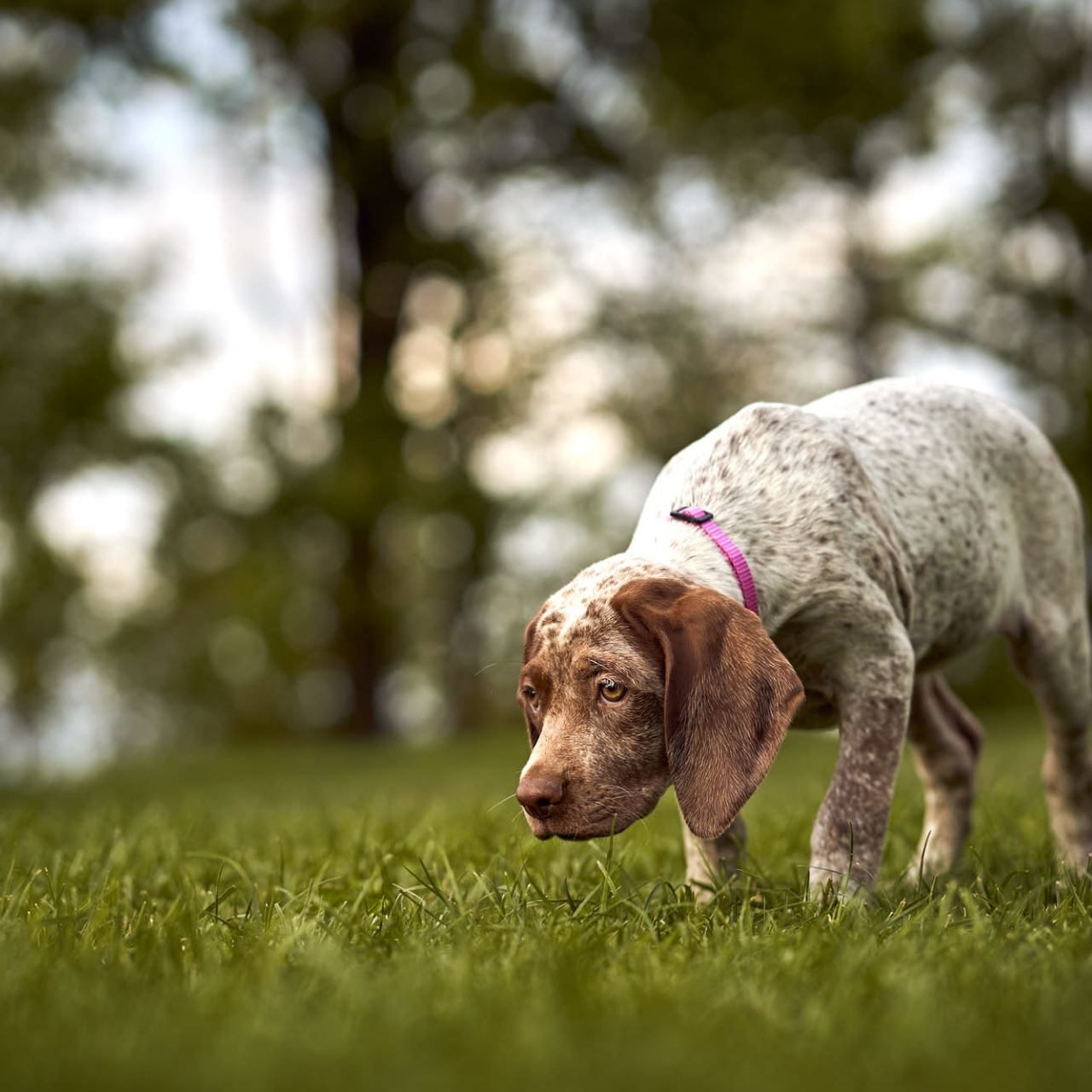 Burbonų brakas, braque du bourbonnais. Šuns fotosesija, Rumba