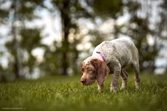 Burbonų brakas, braque du bourbonnais. Šuns fotosesija, Rumba