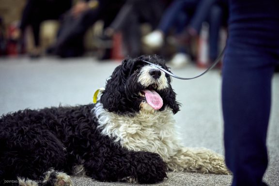 URBAN DOG konferencija CHASE 2018 