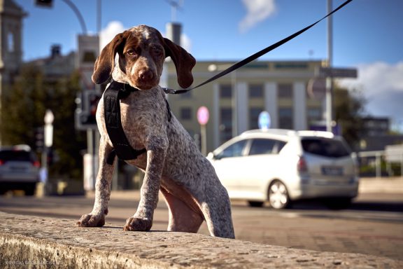 Burbonų brakas, braque du bourbonnais. Šuns fotosesija, Rumba
