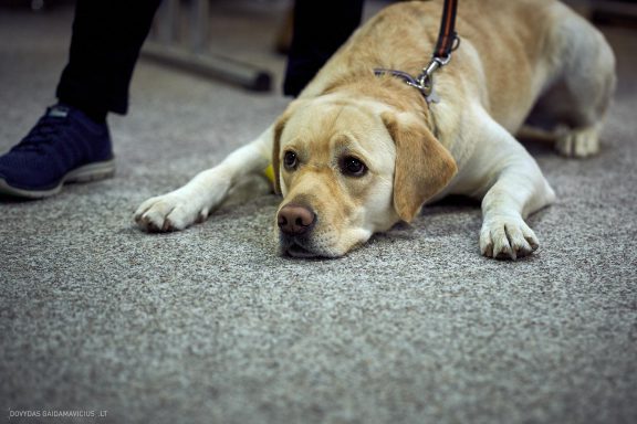 URBAN DOG konferencija CHASE 2018 