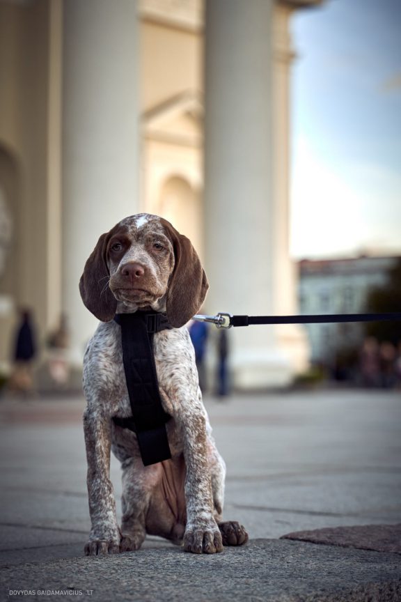 Burbonų brakas, braque du bourbonnais. Šuns fotosesija, Rumba