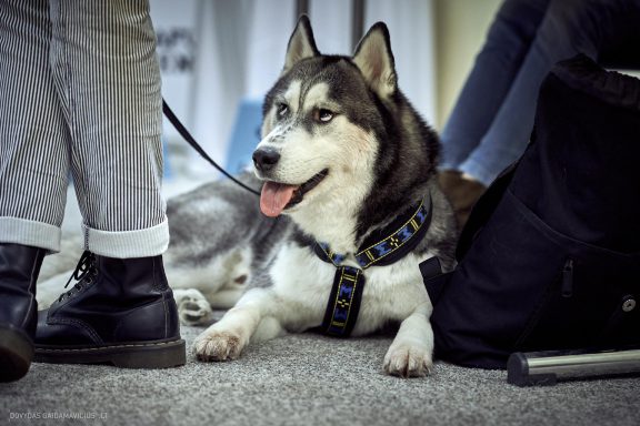 URBAN DOG konferencija CHASE 2018 