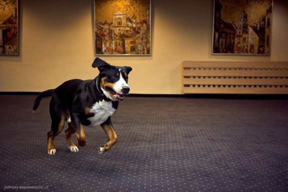 URBAN DOG konferencija CHASE 2018 