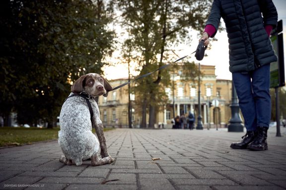 Burbonų brakas, braque du bourbonnais. Šuns fotosesija, Rumba