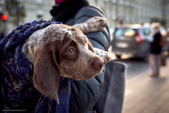 Burbonų brakas, braque du bourbonnais. Šuns fotosesija, Rumba