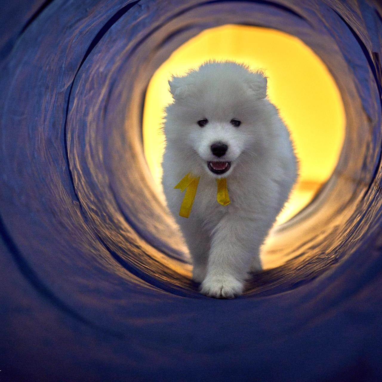 URBAN DOG konferencija CHASE 2018 