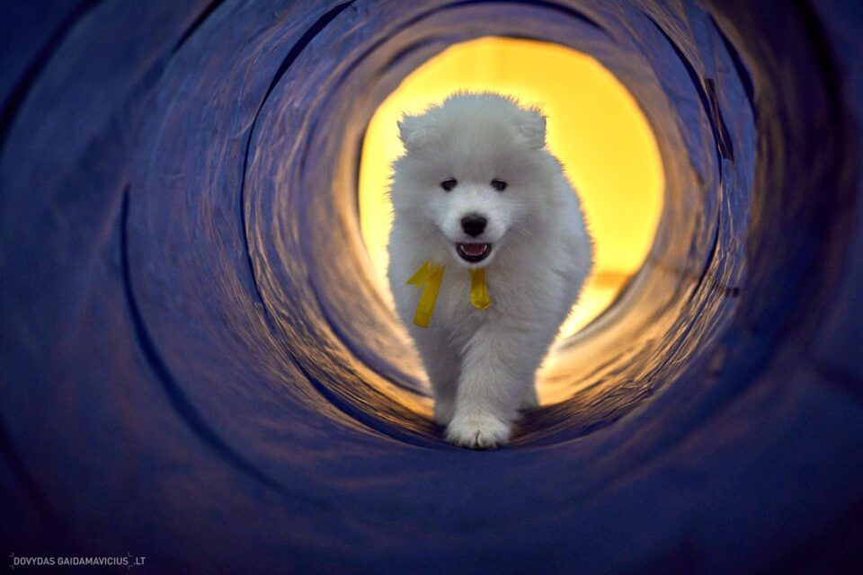 URBAN DOG konferencija CHASE 2018