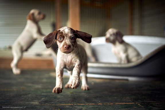 Burbonų brakas, braque du bourbonnais. Šuns fotosesija, Rumba