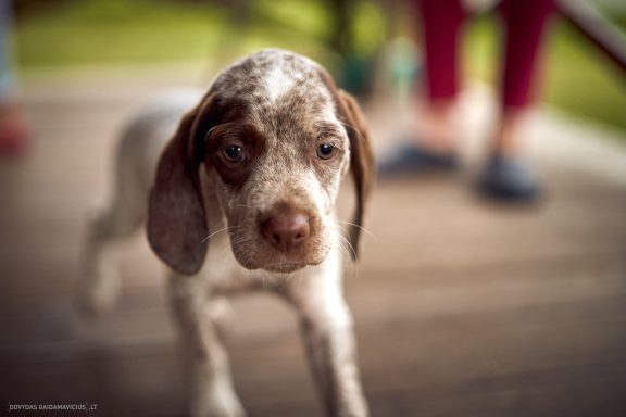 Burbonų brakas, braque du bourbonnais. Šuns fotosesija, Rumba