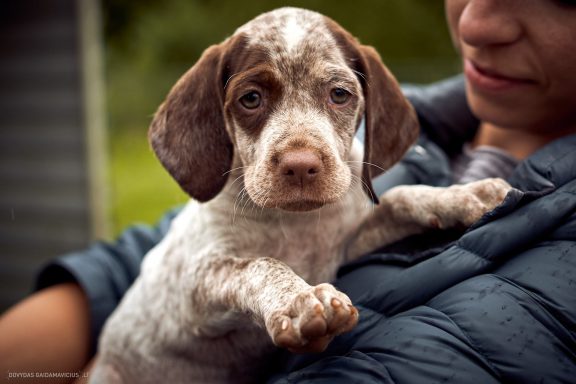 Burbonų brakas, braque du bourbonnais. Šuns fotosesija, Rumba