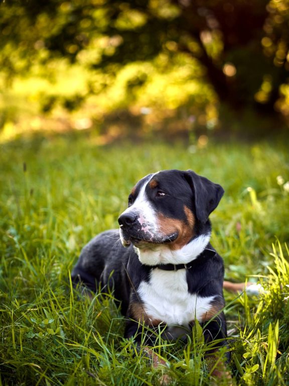 Agne Jaz (Urban Dog) šunų fotosesija - Bleiras ir Frodo, Vilnius Fotografas: Dovydas Gaidamavičius