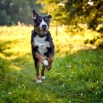 Agne Jaz (Urban Dog) šunų fotosesija - Bleiras ir Frodo, Vilnius Fotografas: Dovydas Gaidamavičius