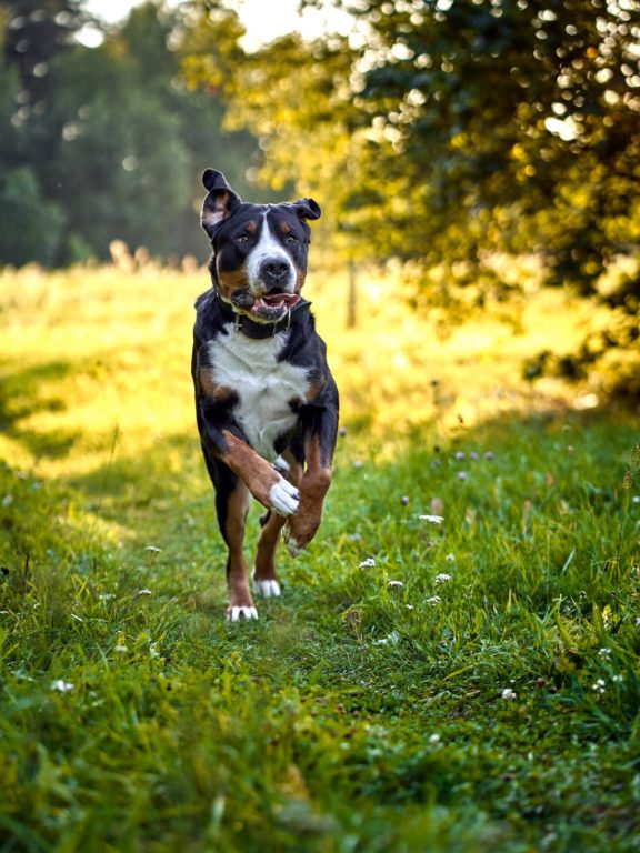 Agne Jaz (Urban Dog) šunų fotosesija - Bleiras ir Frodo, Vilnius Fotografas: Dovydas Gaidamavičius