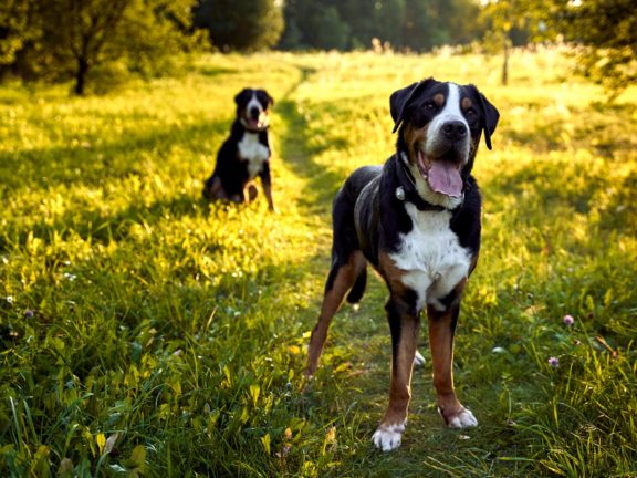 Agne Jaz (Urban Dog) šunų fotosesija - Bleiras ir Frodo, Vilnius Fotografas: Dovydas Gaidamavičius