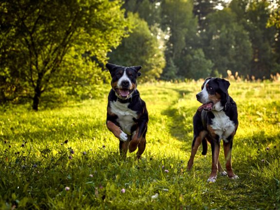 Agne Jaz (Urban Dog) šunų fotosesija - Bleiras ir Frodo, Vilnius Fotografas: Dovydas Gaidamavičius