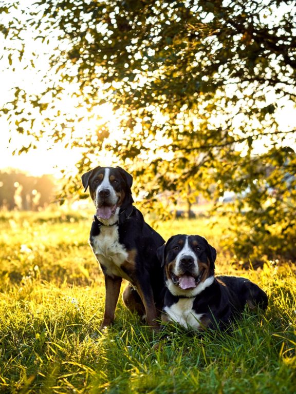 Agne Jaz (Urban Dog) šunų fotosesija - Bleiras ir Frodo, Vilnius Fotografas: Dovydas Gaidamavičius