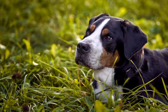 Agne Jaz (Urban Dog) šunų fotosesija - Bleiras ir Frodo, Vilnius Fotografas: Dovydas Gaidamavičius