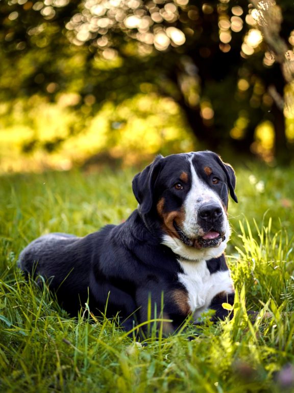 Agne Jaz (Urban Dog) šunų fotosesija - Bleiras ir Frodo, Vilnius Fotografas: Dovydas Gaidamavičius