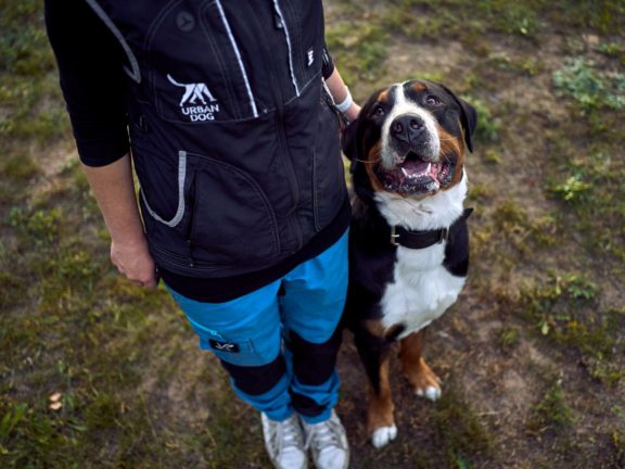 Agne Jaz (Urban Dog) šunų fotosesija - Bleiras ir Frodo, Vilnius Fotografas: Dovydas Gaidamavičius