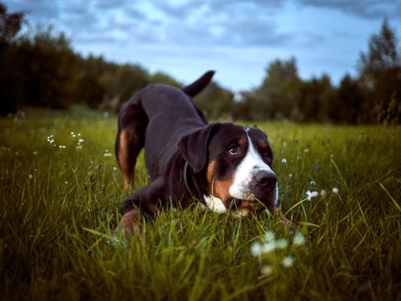 Agne Jaz (Urban Dog) šunų fotosesija - Bleiras ir Frodo, Vilnius Fotografas: Dovydas Gaidamavičius