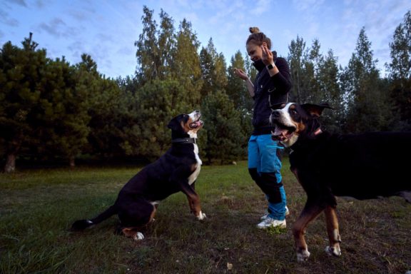 Agne Jaz (Urban Dog) šunų fotosesija - Bleiras ir Frodo, Vilnius Fotografas: Dovydas Gaidamavičius