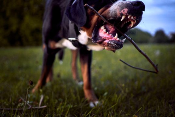 Agne Jaz (Urban Dog) šunų fotosesija - Bleiras ir Frodo, Vilnius Fotografas: Dovydas Gaidamavičius