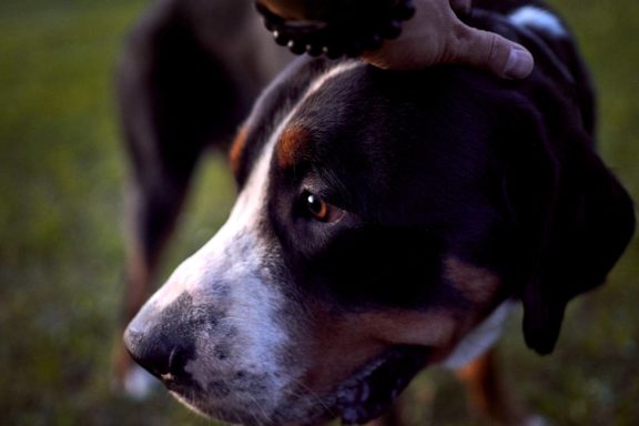 Agne Jaz (Urban Dog) šunų fotosesija - Bleiras ir Frodo, Vilnius Fotografas: Dovydas Gaidamavičius