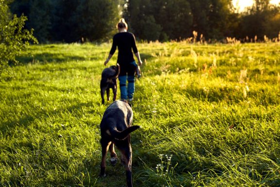 Agne Jaz (Urban Dog) šunų fotosesija - Bleiras ir Frodo, Vilnius Fotografas: Dovydas Gaidamavičius