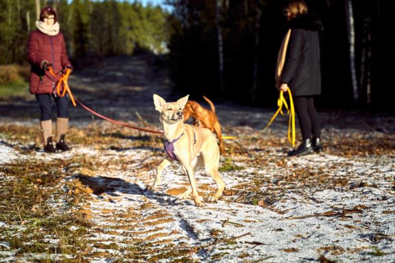 Tails Hotel - Urban Dog šunų viešbutis Vilniuje www.TailsHotel.lt Fotografas: Dovydas Gaidamavičius © www.DovydasGaidamavičius.lt