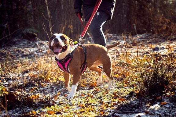 Tails Hotel - Urban Dog šunų viešbutis Vilniuje www.TailsHotel.lt Fotografas: Dovydas Gaidamavičius © www.DovydasGaidamavičius.lt