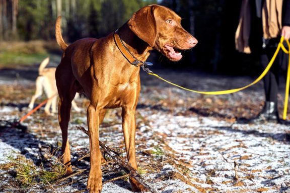 Tails Hotel - Urban Dog šunų viešbutis Vilniuje www.TailsHotel.lt Fotografas: Dovydas Gaidamavičius © www.DovydasGaidamavičius.lt
