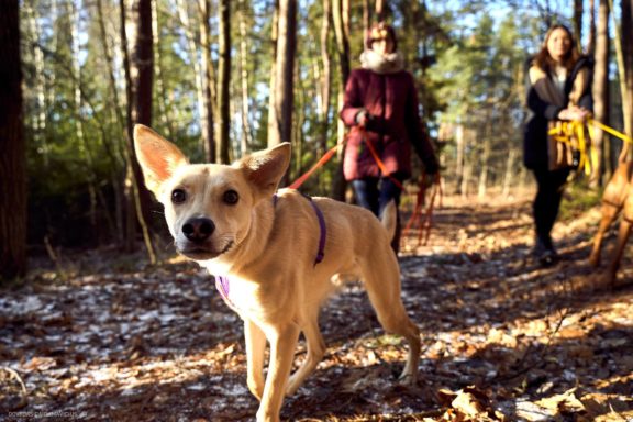 Tails Hotel - Urban Dog šunų viešbutis Vilniuje www.TailsHotel.lt Fotografas: Dovydas Gaidamavičius © www.DovydasGaidamavičius.lt