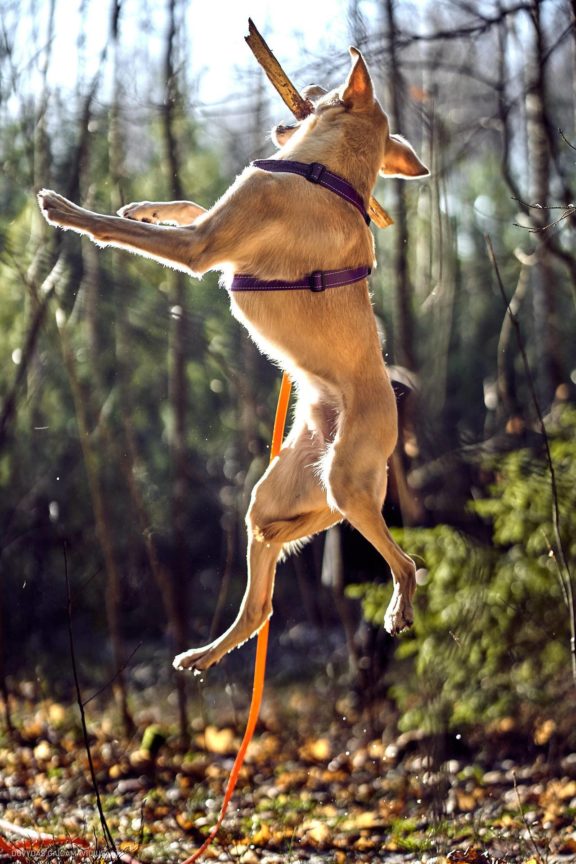 Tails Hotel - Urban Dog šunų viešbutis Vilniuje www.TailsHotel.lt Fotografas: Dovydas Gaidamavičius © www.DovydasGaidamavičius.lt