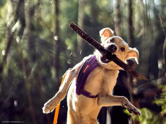 Tails Hotel - Urban Dog šunų viešbutis Vilniuje www.TailsHotel.lt Fotografas: Dovydas Gaidamavičius © www.DovydasGaidamavičius.lt