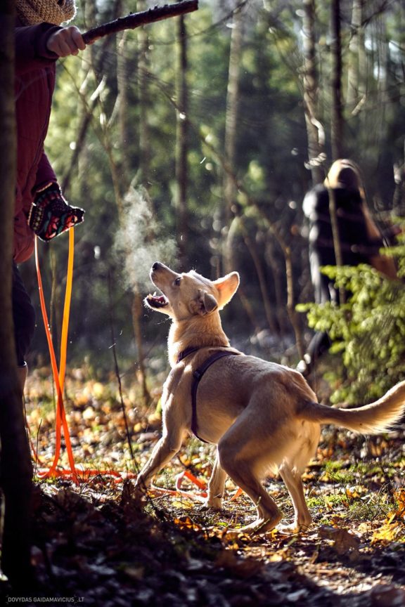 Tails Hotel - Urban Dog šunų viešbutis Vilniuje www.TailsHotel.lt Fotografas: Dovydas Gaidamavičius © www.DovydasGaidamavičius.lt